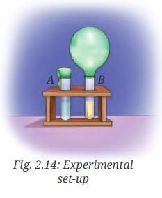 The Invisible Living World: Beyond Our Naked Eye NCERT Solutions | Science Curiosity Class 8 -  New NCERT