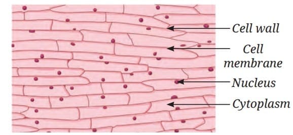 Structure of onion peel under the microscope