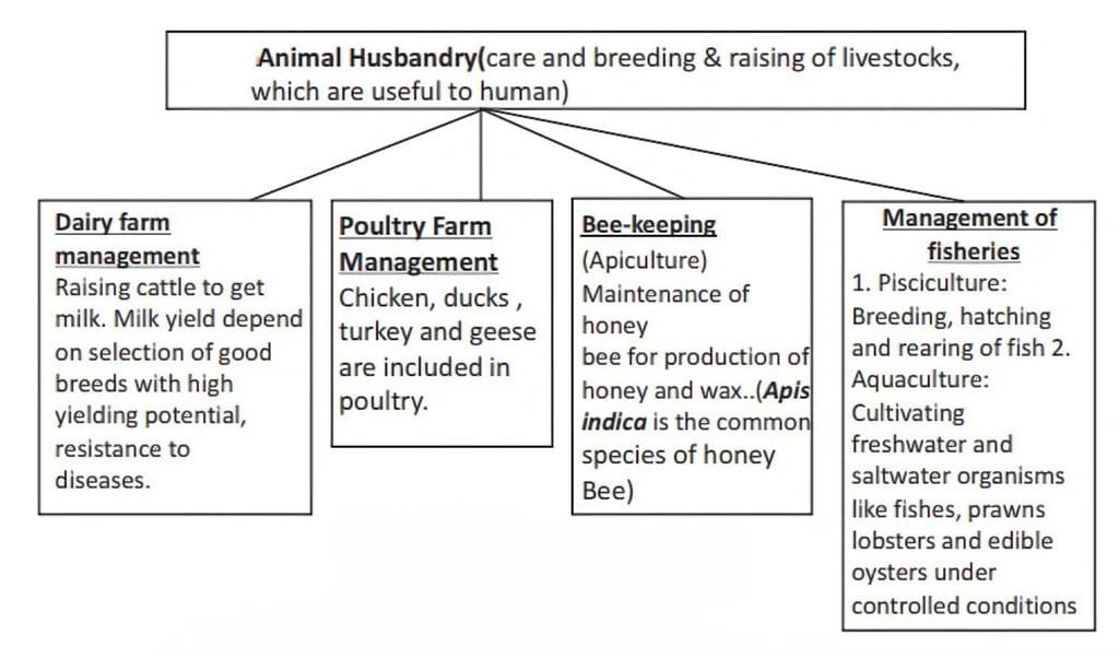 Animal Husbandry