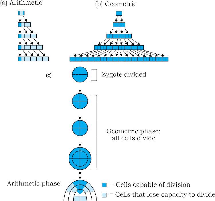 Cheat Sheet : Plant Growth and Development | Biology Class 11 - NEET