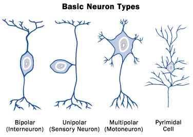 Revision Notes: The Nervous System | Biology Class 10 ICSE