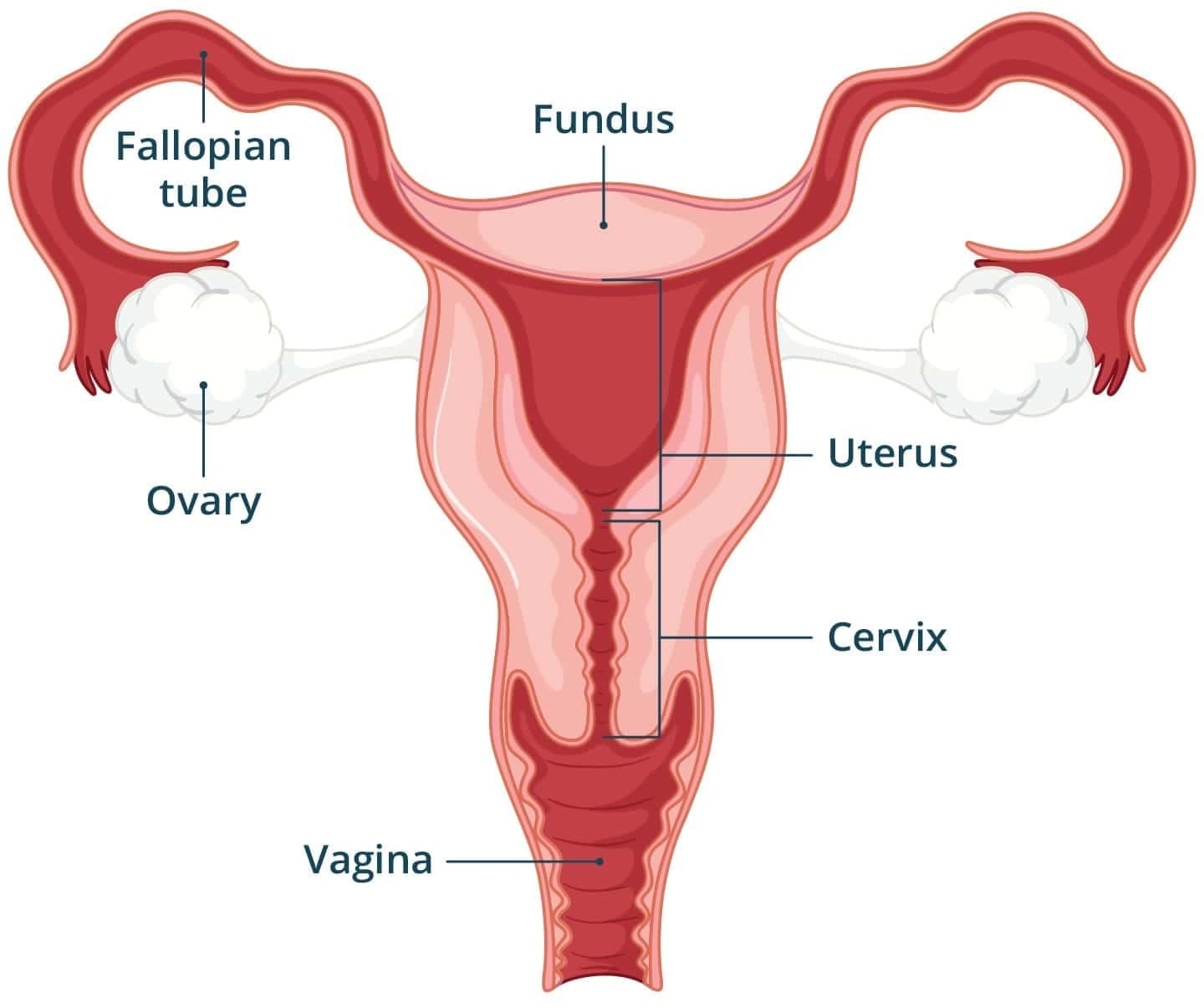 Female Reproductive System