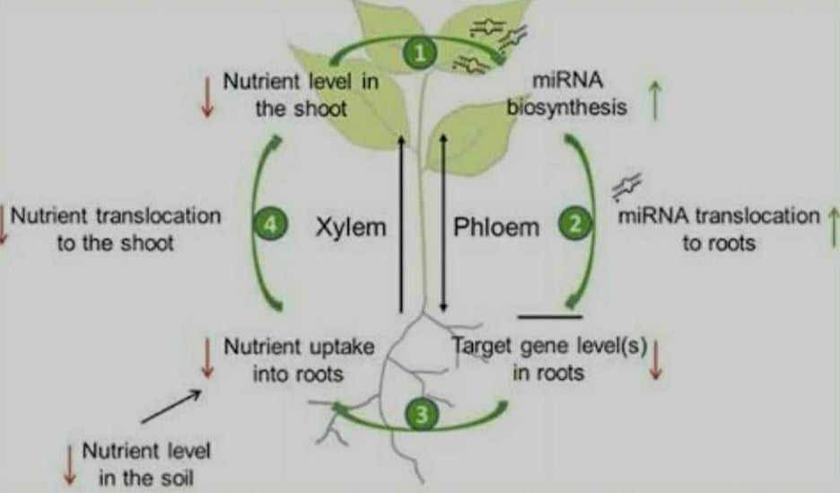 Translocation In Plants Diagram Active Transport 88Guru