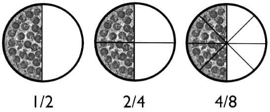 Ratio & Proportion Chapter Notes | Mathematics Class 6 (SSC Board)