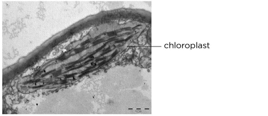 Chloroplasts