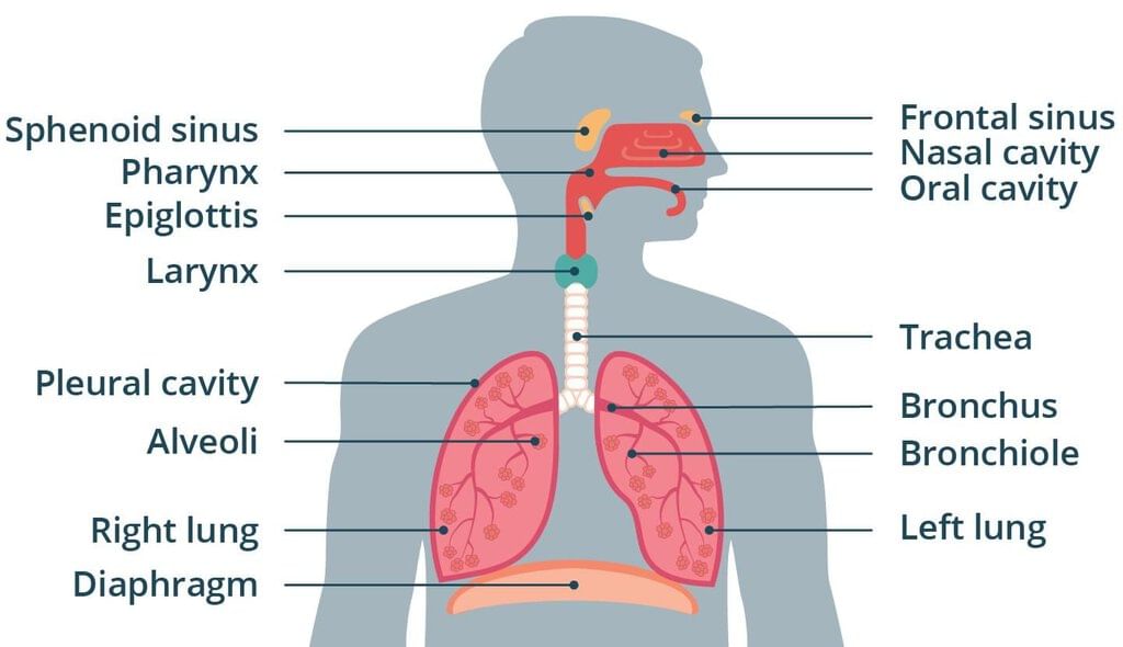 The Human Body Chapter Notes | Year 6 Science IGCSE (Cambridge)