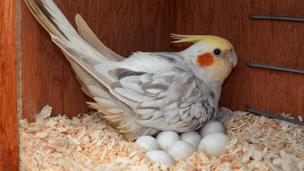Birds lay eggs