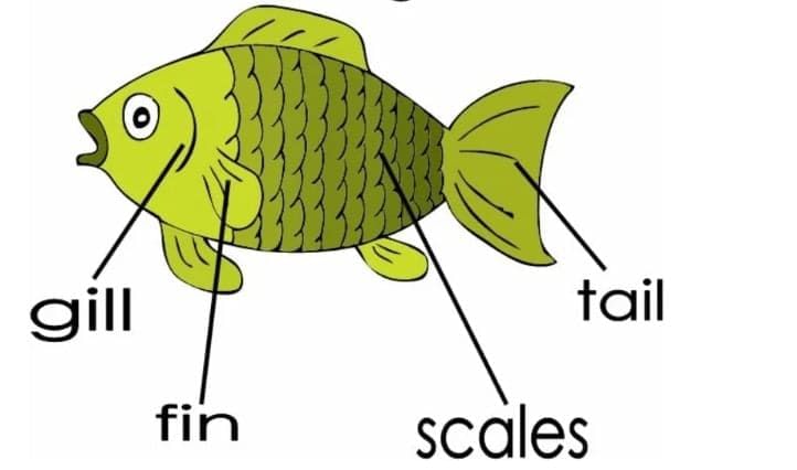 Nature Trail Class 4 Notes EVS Chapter 3 Free PDF
