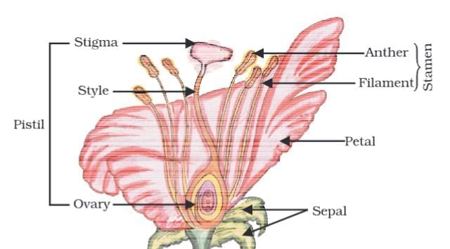 Cheat Sheet: How do Organisms Reproduce | Science Class 10