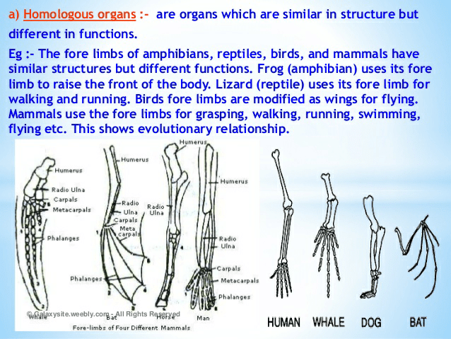 Notes of heredity and evolution - Class 10