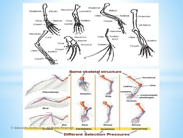 Notes of heredity and evolution - Class 10