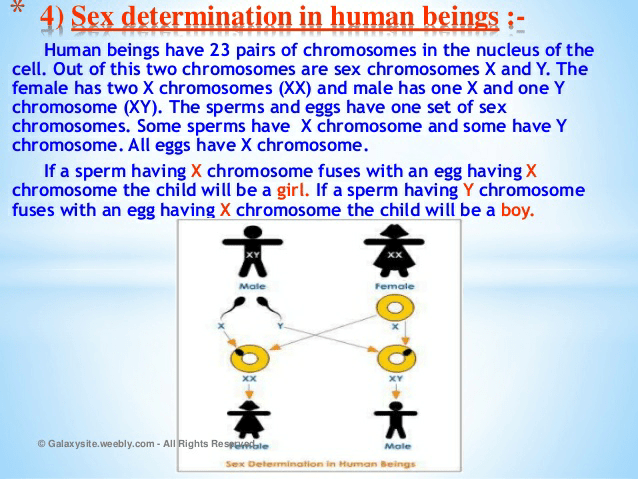 Notes of heredity and evolution - Class 10