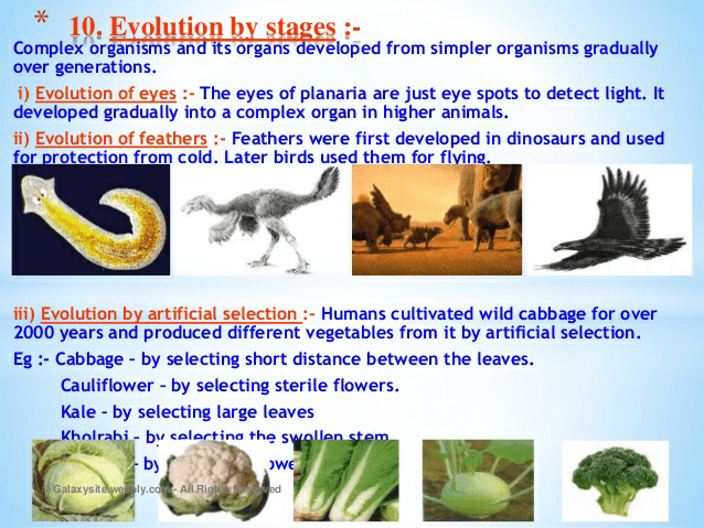 Notes of heredity and evolution - Class 10