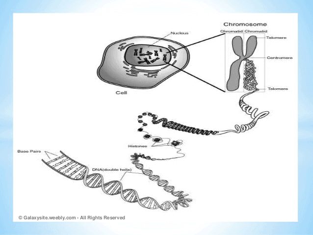 Notes of heredity and evolution - Class 10