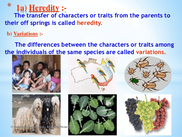 Notes of heredity and evolution - Class 10