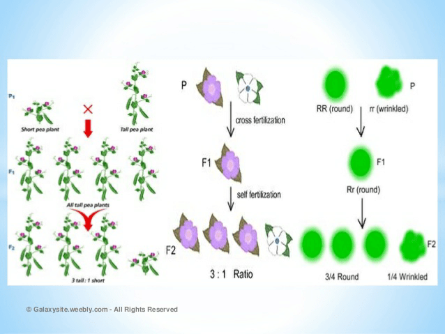 Notes of heredity and evolution - Class 10