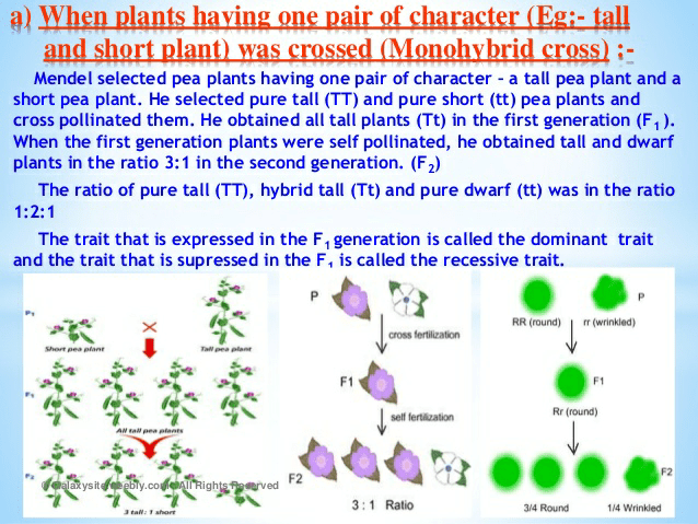 Notes of heredity and evolution - Class 10
