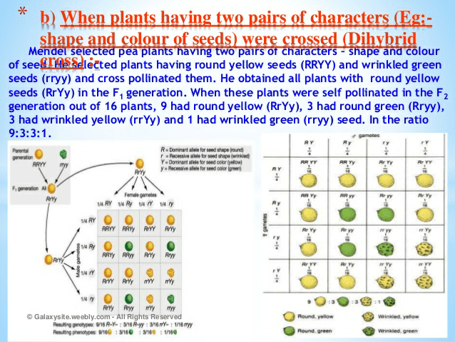 Notes of heredity and evolution - Class 10