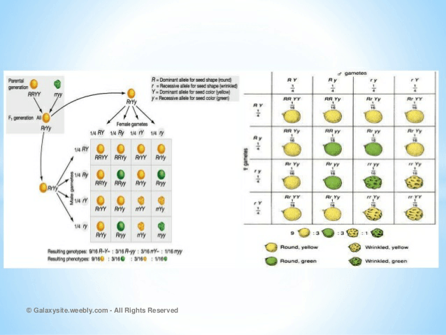 Notes of heredity and evolution - Class 10