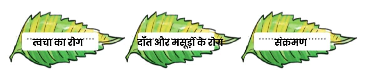 NCERT Solutions for Class 4 Hindi Chapter 3 - नीम