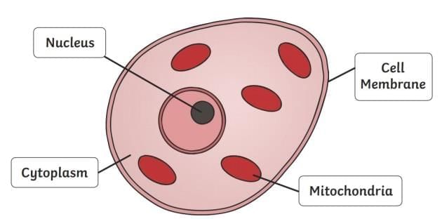 Mnemonics: The Invisible Living World: Beyond Our Naked Eye | Science Curiosity Class 8 -  New NCERT