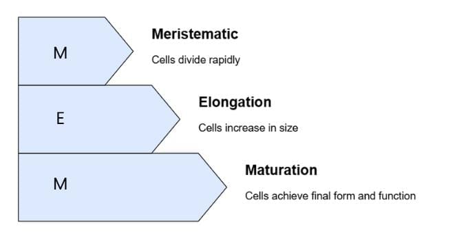 Mnemonics: Plant Growth & Development | Biology Class 11 - NEET