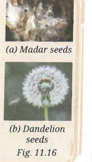 Pause and Ponder Questions (Page 217)