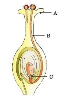 Class 10 Science Chapter 7 Previous Year Questions - How do Organisms Reproduce?