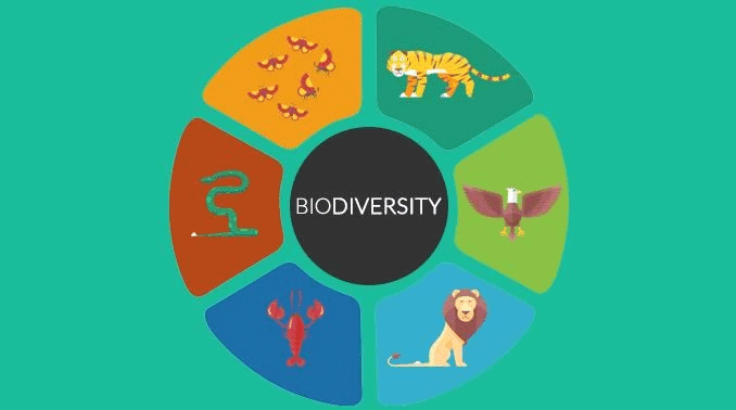 NCERT Summary: Forest & Wildlife Resources | Geography for UPSC CSE