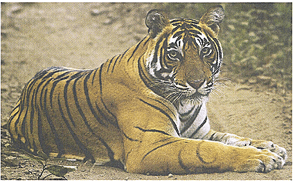 Saving The Tiger Chapter Notes | Gul Mohar Class 6: Book Solutions, Summaries & Worksheets