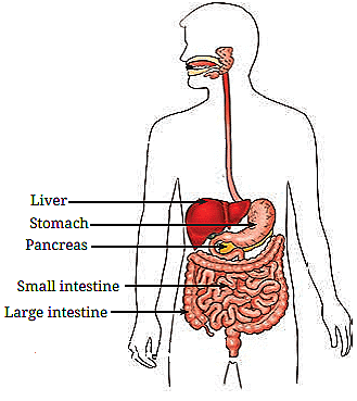 Diagram Based Question Answers Life Processes in Animals - Science ...