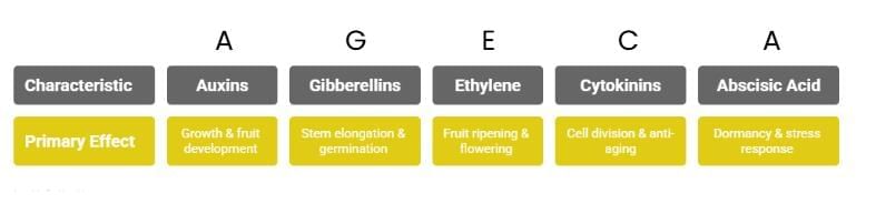 Mnemonics: Plant Growth & Development | Biology Class 11 - NEET