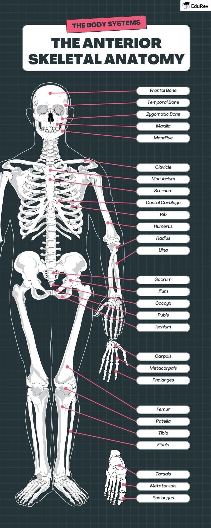 Infographics: Skeletal System | Biology Class 11 - NEET