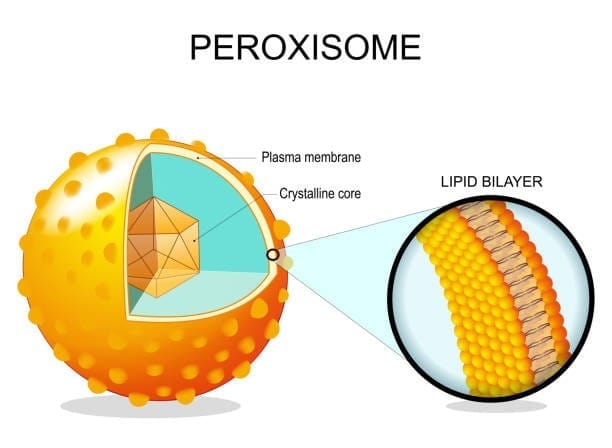 Peroxisomes
