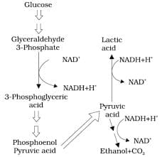 2. Fermentation Pathway Mnemonics