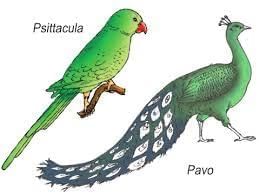 Animal Kingdom Chapter Notes | Biology Class 11 - NEET