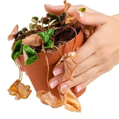 Life Processes in Plants Class 7 Notes Science Chapter 10 Free PDF