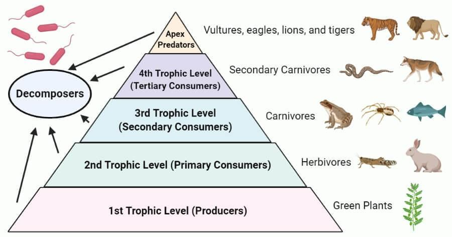 Cheat Sheet: Our Environment | Science Class 10