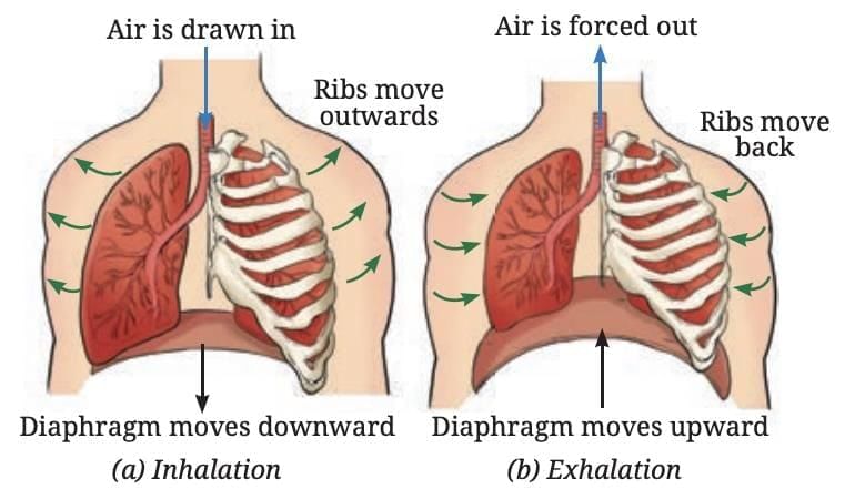 Life Processes in Animals Class 7 Notes Science Chapter 9 Free PDF