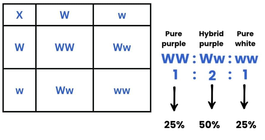 Previous Year Questions 2025