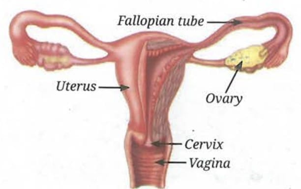 11.5.3 The Female Reproductive System