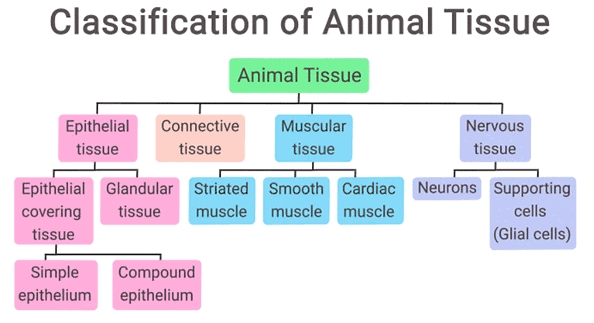 1. Animal Tissues - Classification Mnemonics
