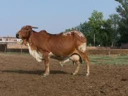 Cattle Breeds of Rajasthan | RPSC Preparation: All subjects - RPSC RAS (Rajasthan)