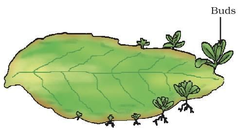 Cheat Sheet: How do Organisms Reproduce | Science Class 10