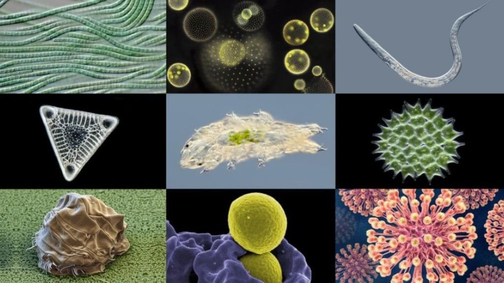 Unit Test: The Invisible Living World: Beyond Our Naked Eye | Science Curiosity Class 8 -  New NCERT