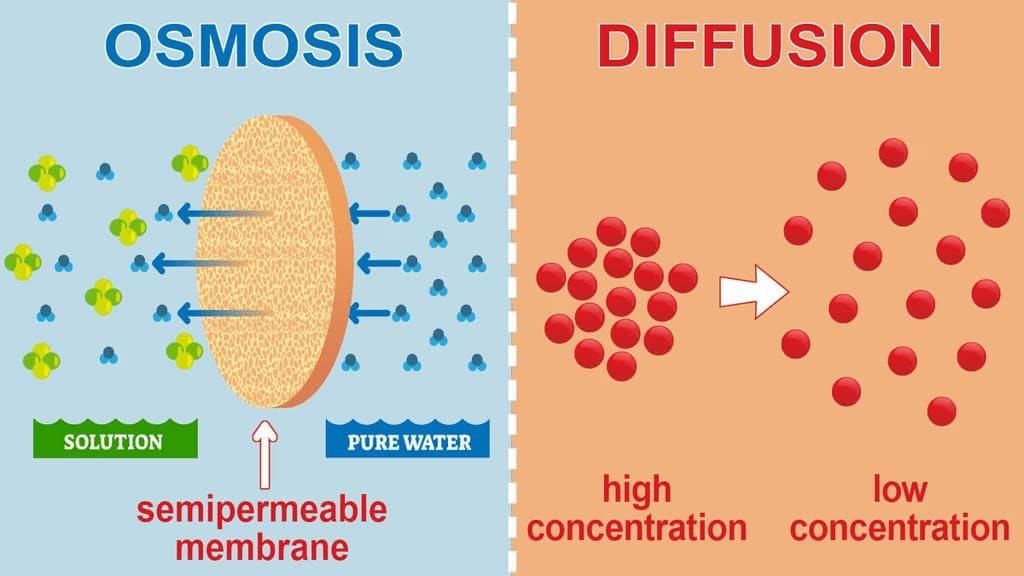 Cell and Cell Organelles Chapter Notes | Biology for SSS 1