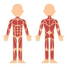 Skeletal and Muscular System - 1 Class 5 Worksheet Science