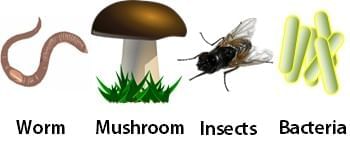 How Nature Works in Harmony Chapter Notes | Chapter Notes For Class 8