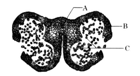Multiple Choice Questions (MCQs)  - 1 Mark