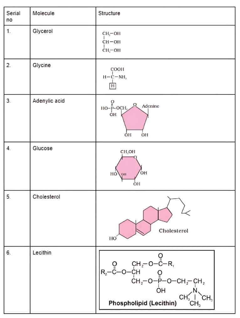 NCERT Solutions Class 11 Biology Chapter 9 - Biomolecules
